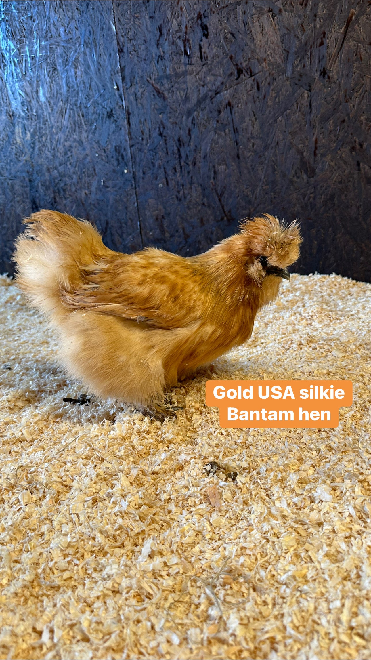 USA silkie bantam hens