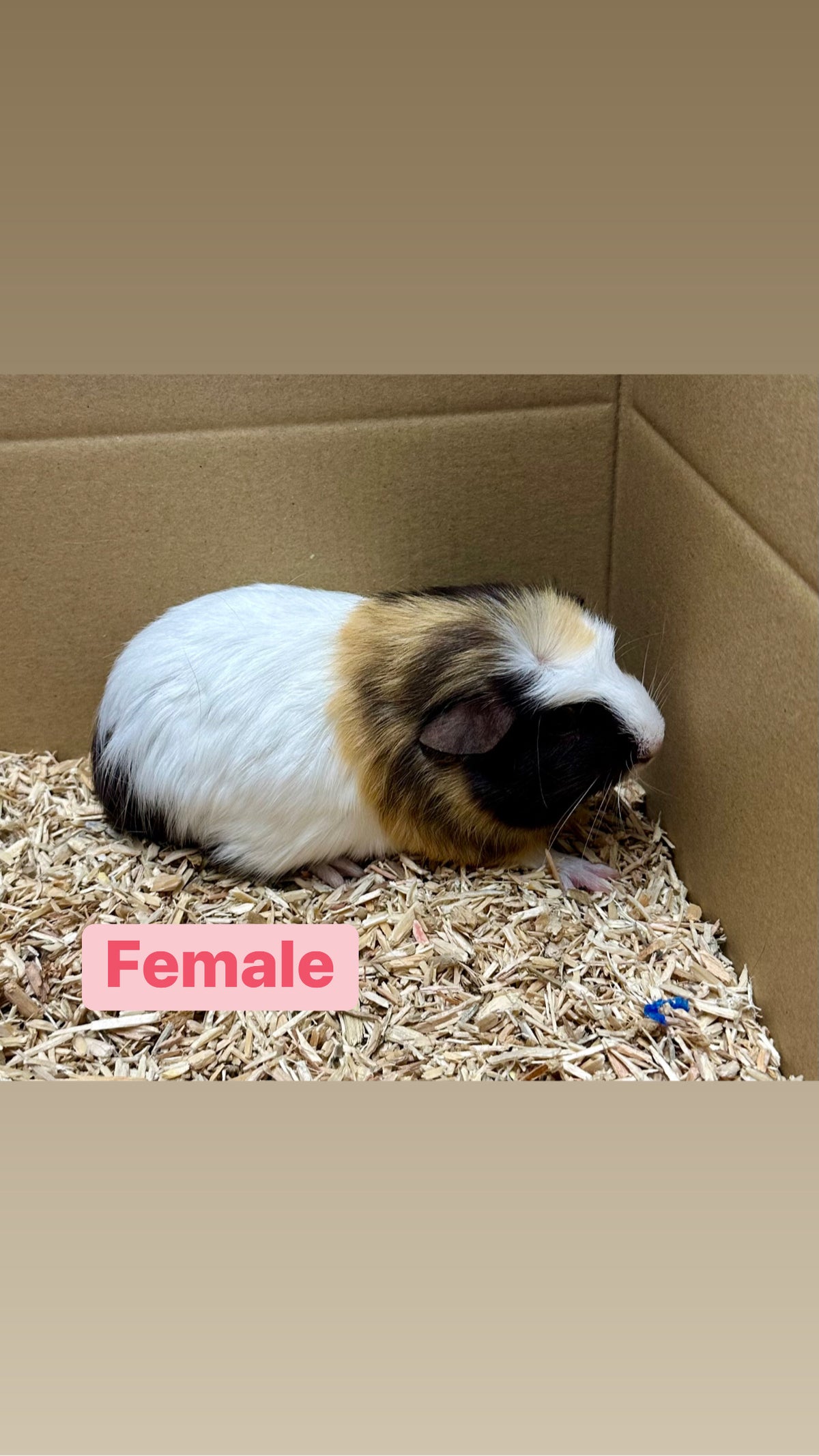 Female Guinea pigs