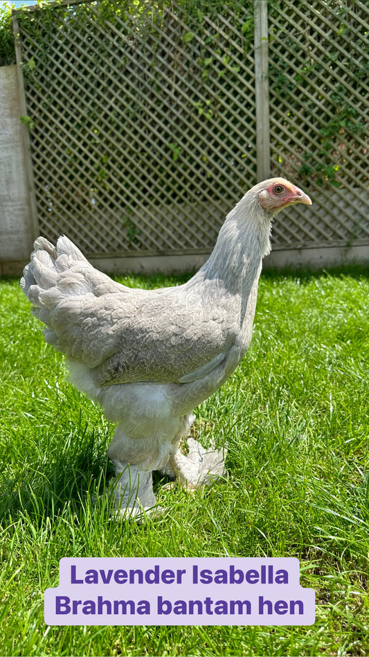 Brahma bantam hens