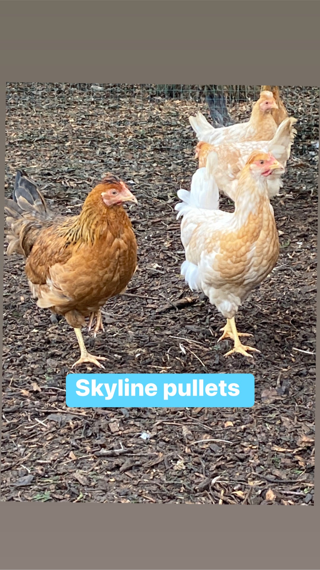 6 x skyline hatching eggs