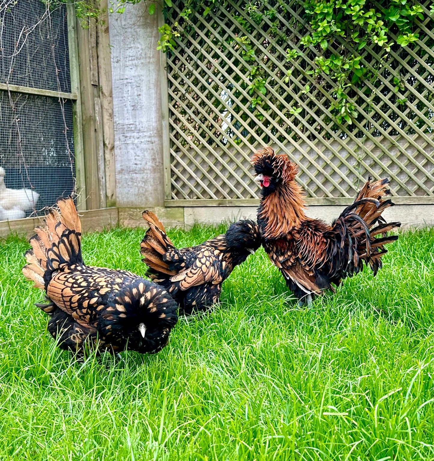 Gold laced polish frizzle bantam hatching eggs x 6