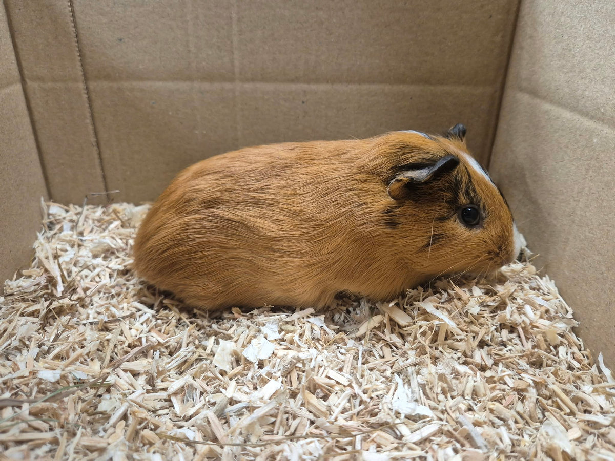 Female Guinea pigs