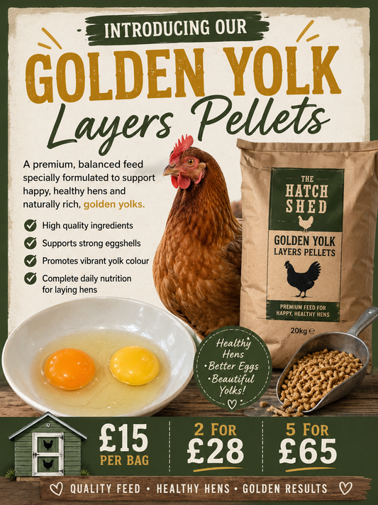 10 golden yolk