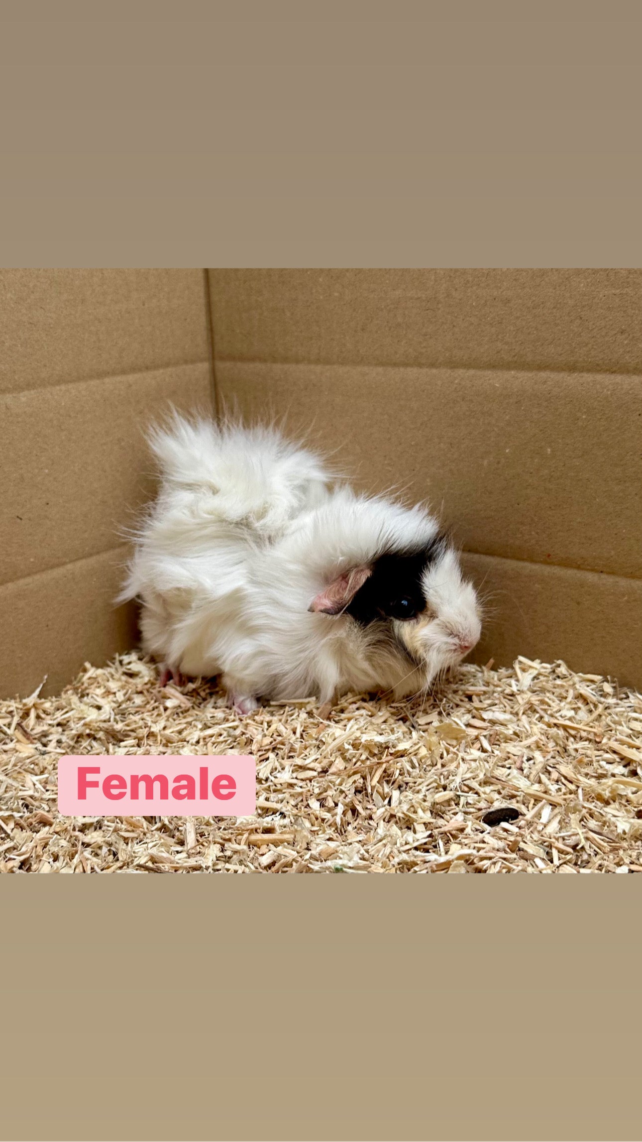 Female Guinea pigs