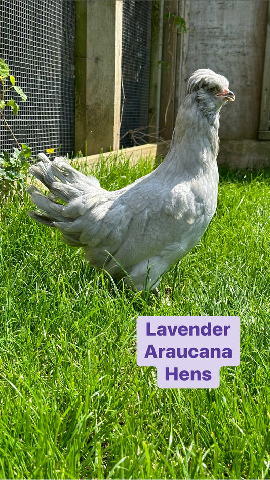 Lavender Araucana hen