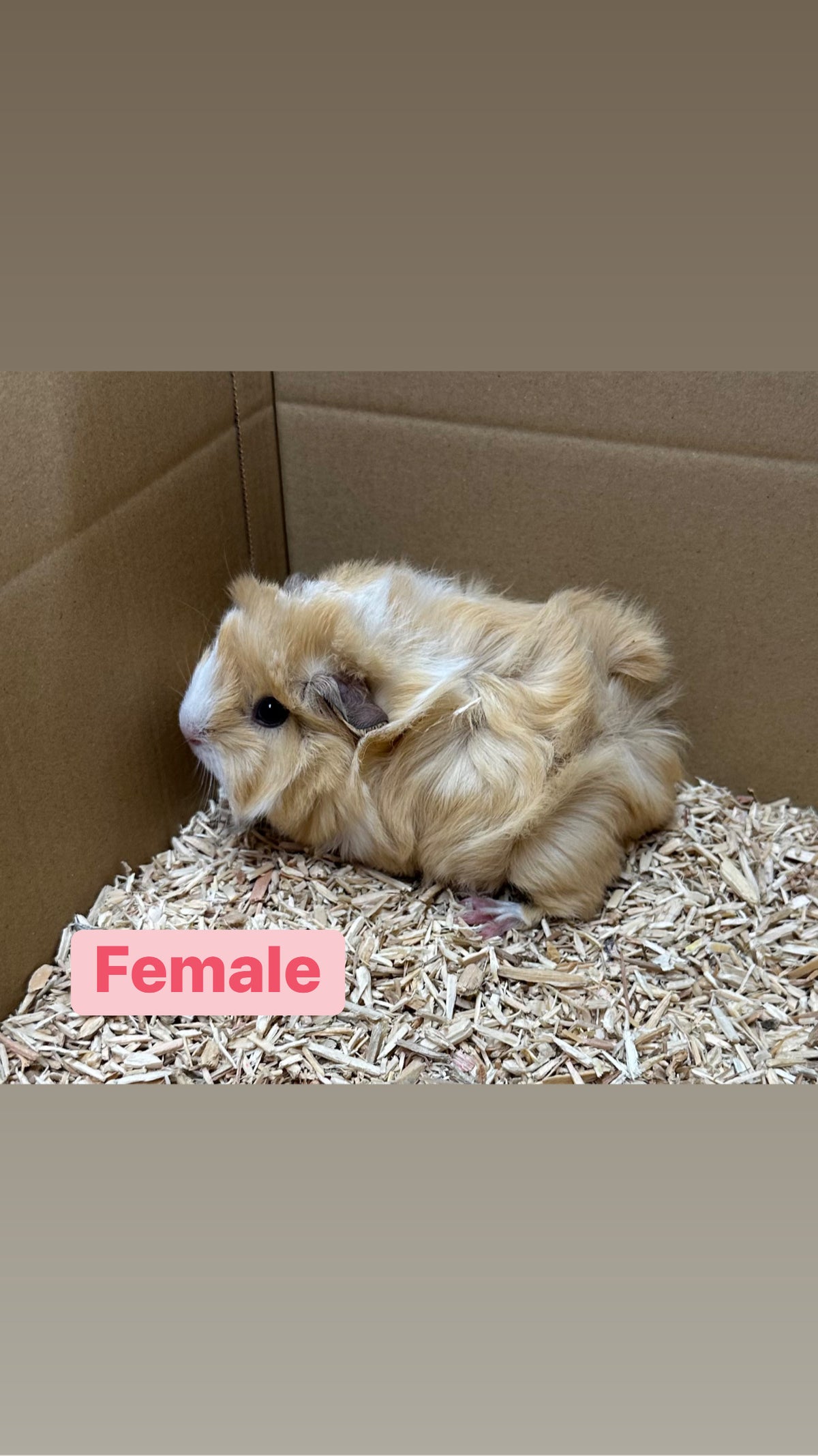 Female Guinea pigs