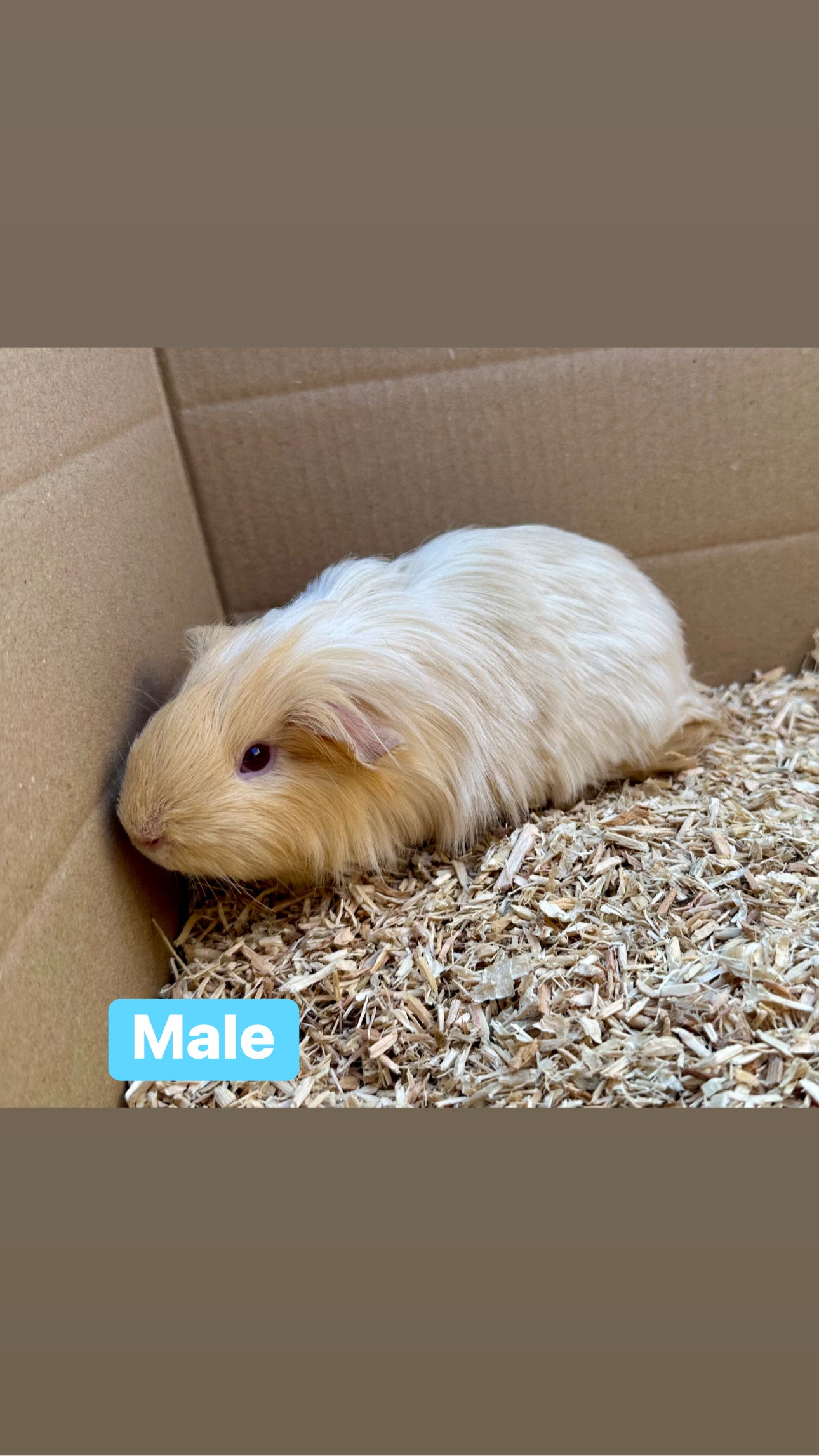 Male guinea pigs