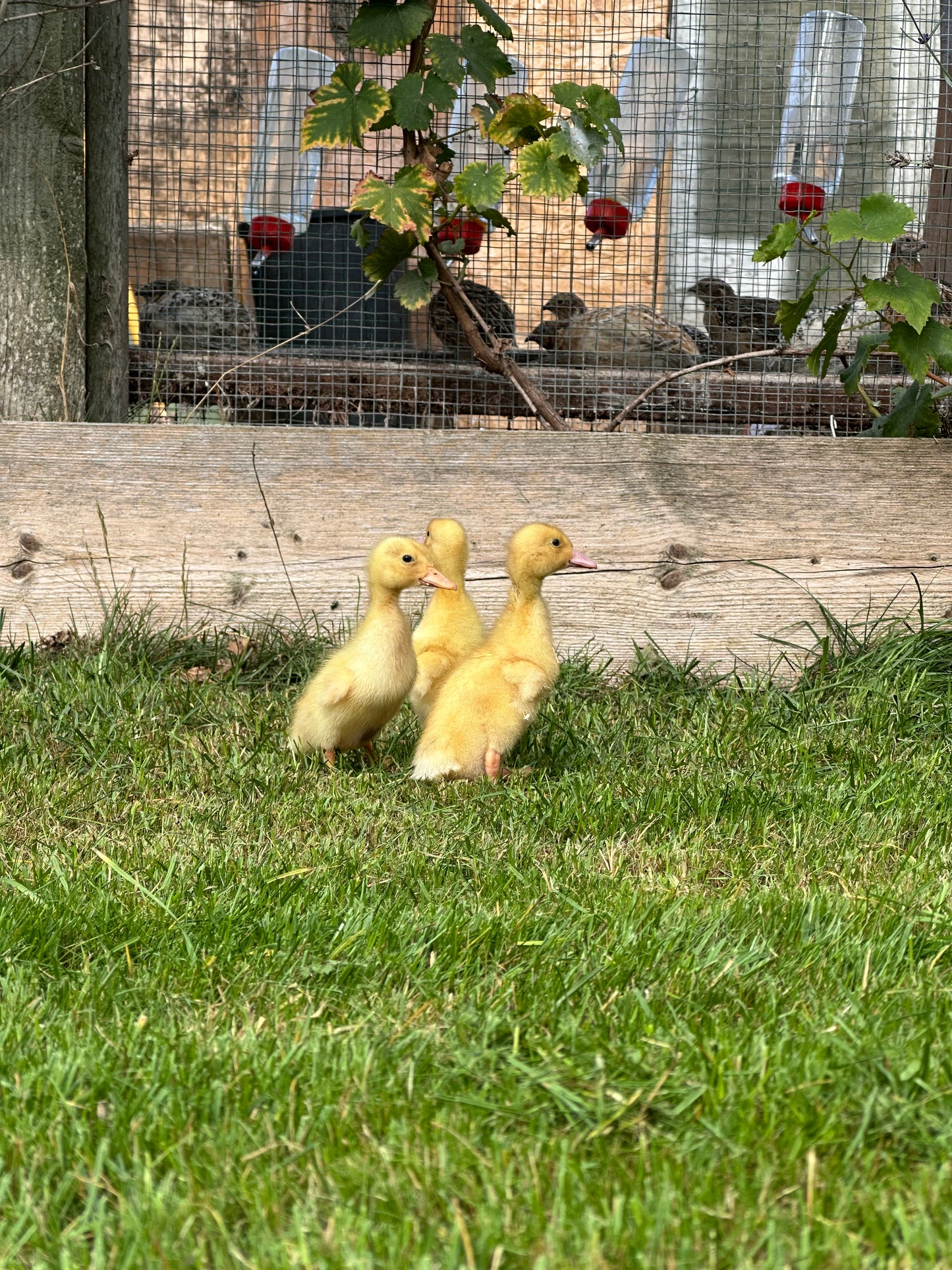 Female Aylesbury ducklings