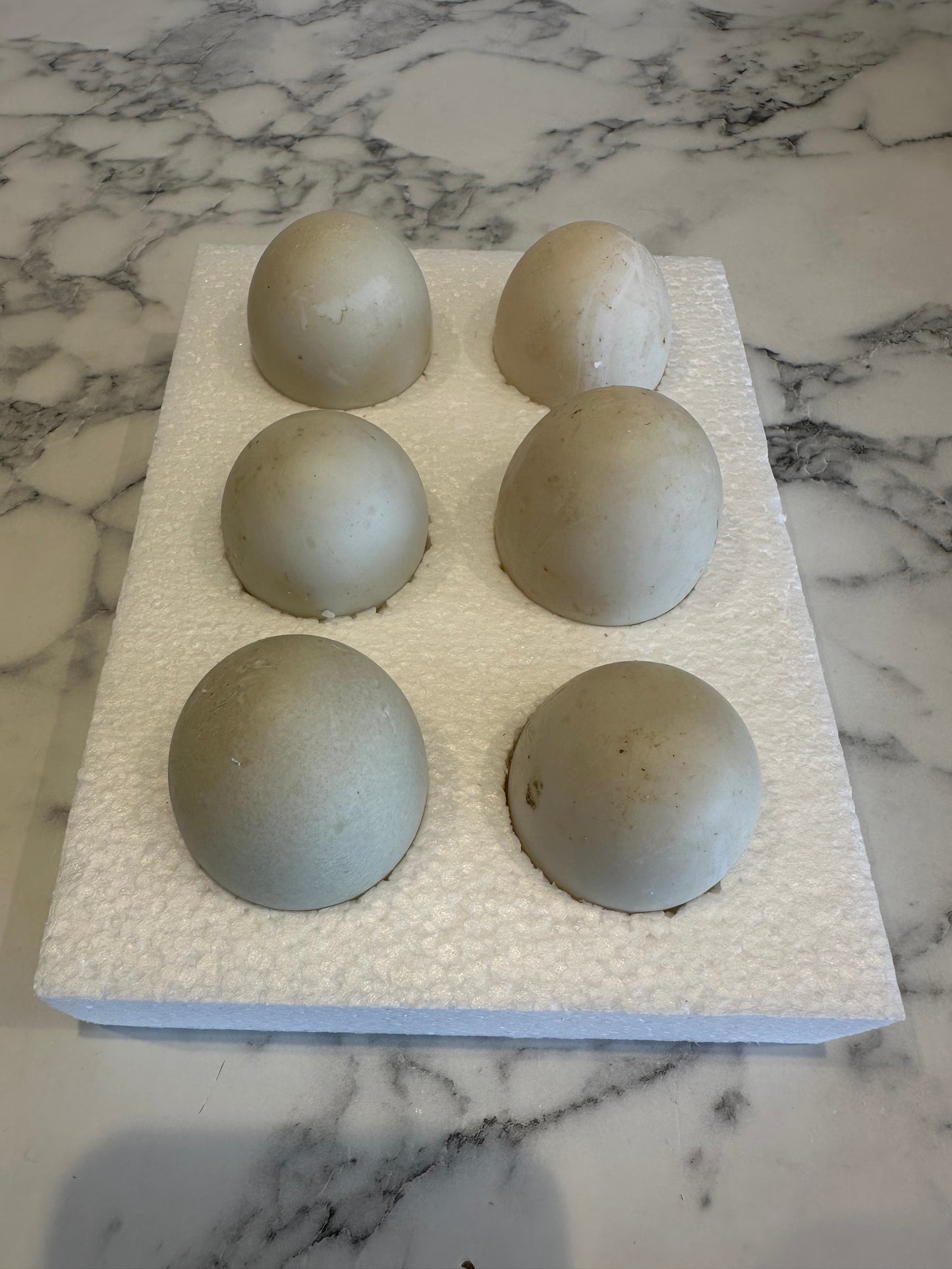 6 Aylesbury duck hatching eggs