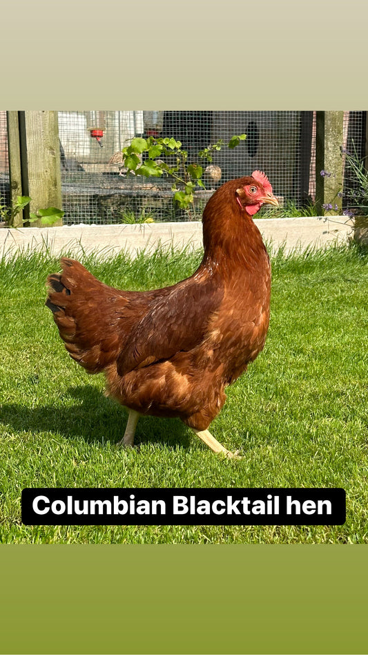 Columbian blacktail hen