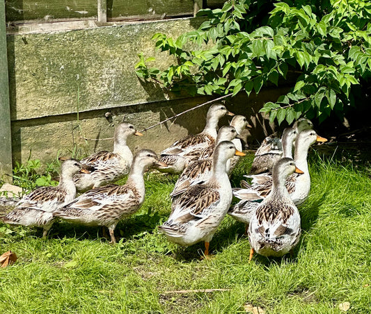 Mini silver appleyard ducks