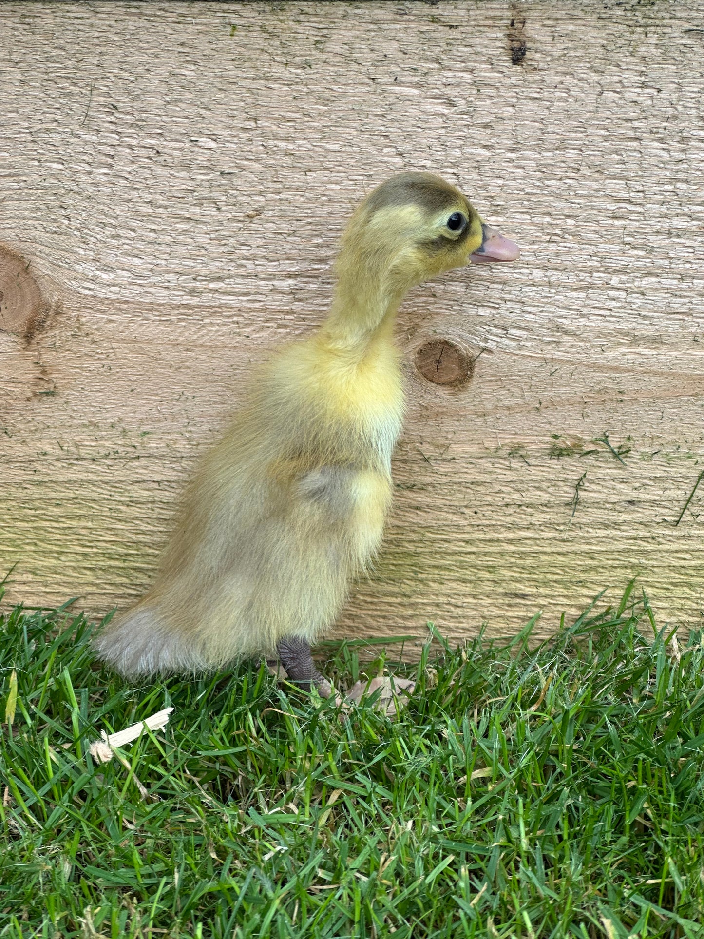 Female Indian runner ducklings