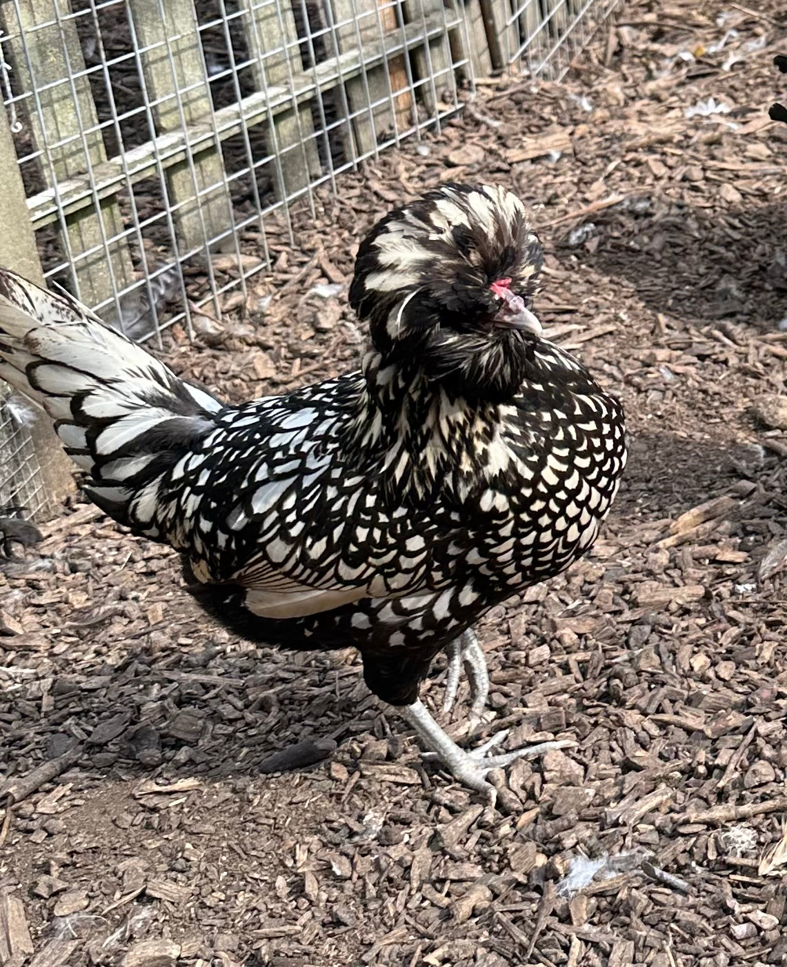 Buff laced polish frizzle bantam hatching eggs x 6