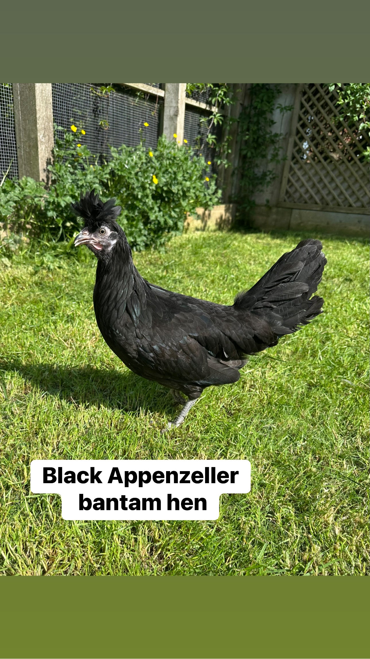 Appenzeller bantams hens
