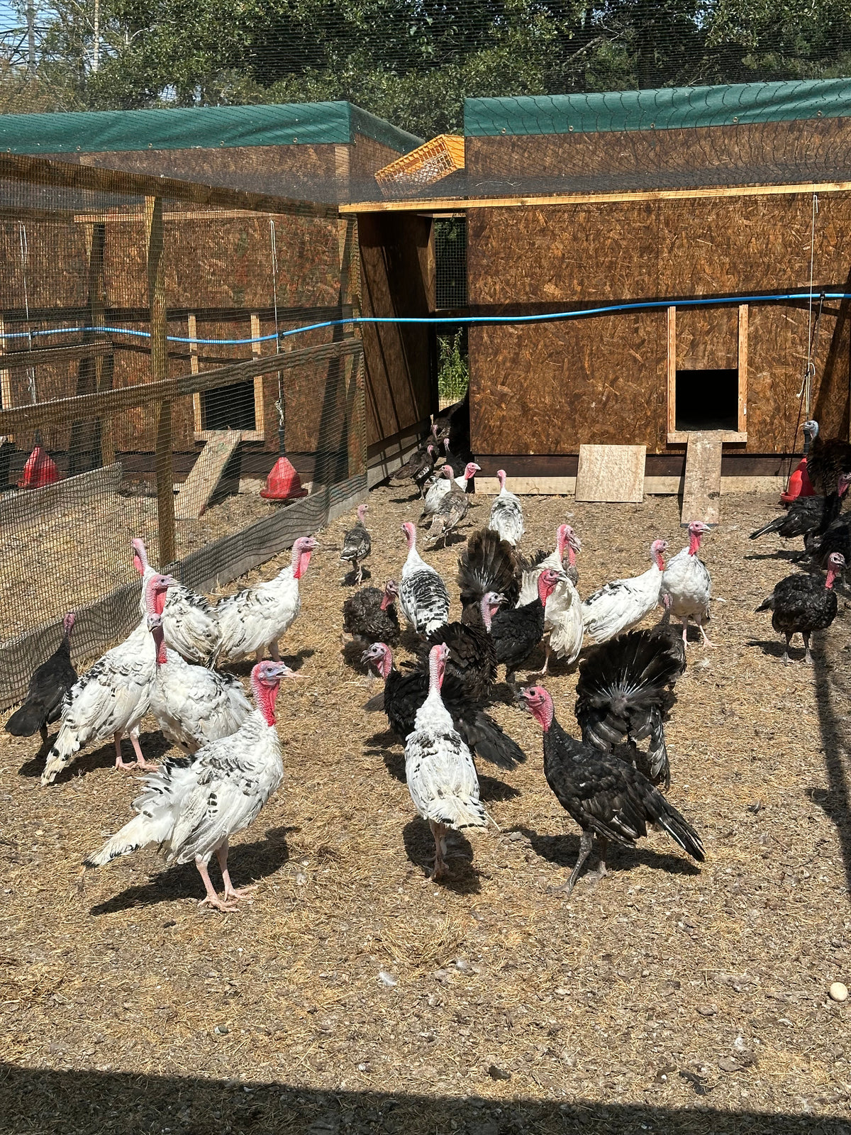 Bronze, black and white turkey poults