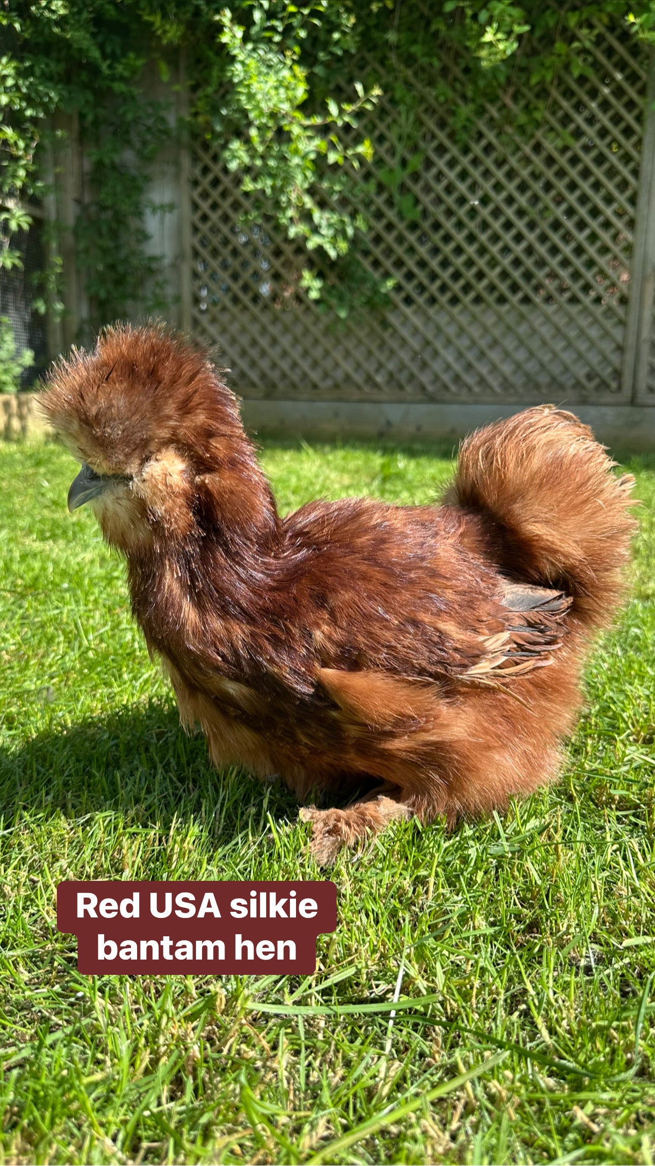 Mixed bantam hatching eggs