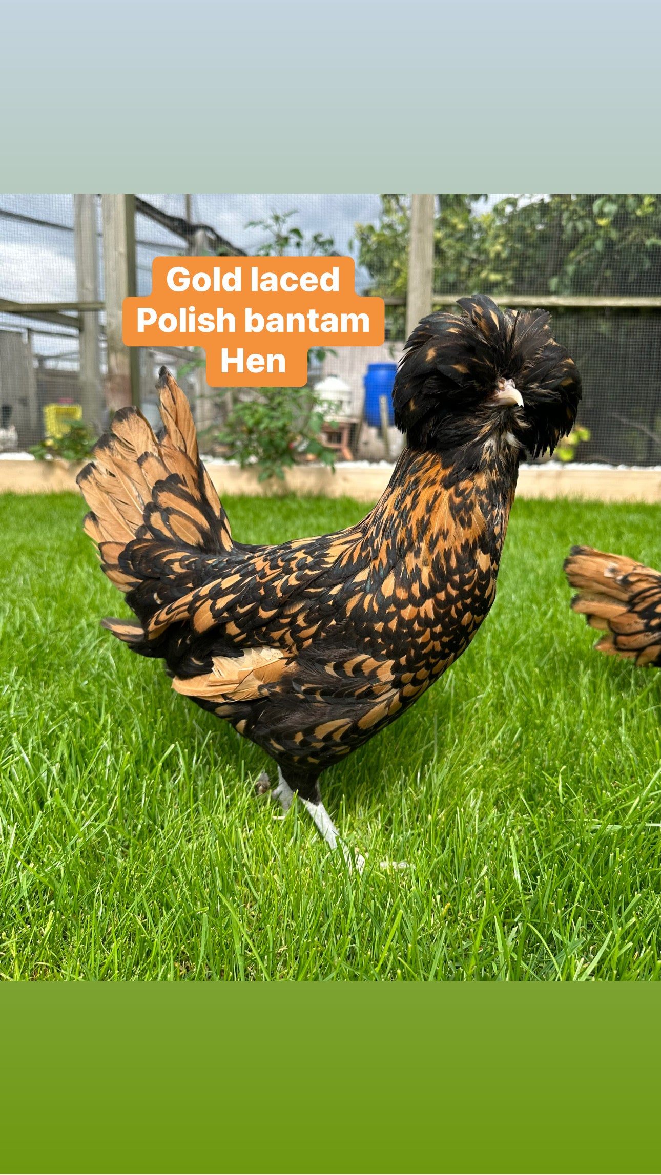 Polish bantams hens