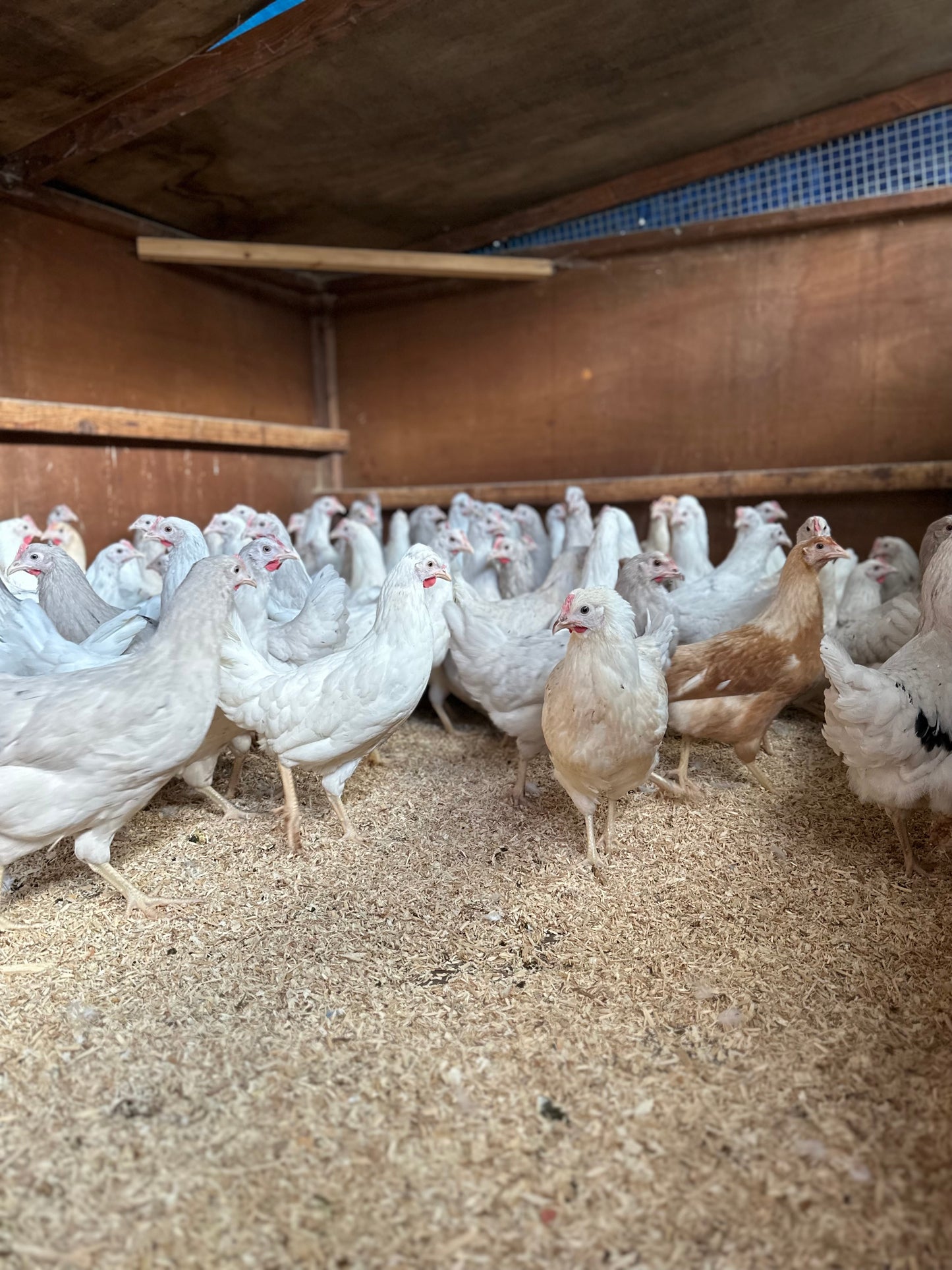 Silver skyline hens (green egg layers)