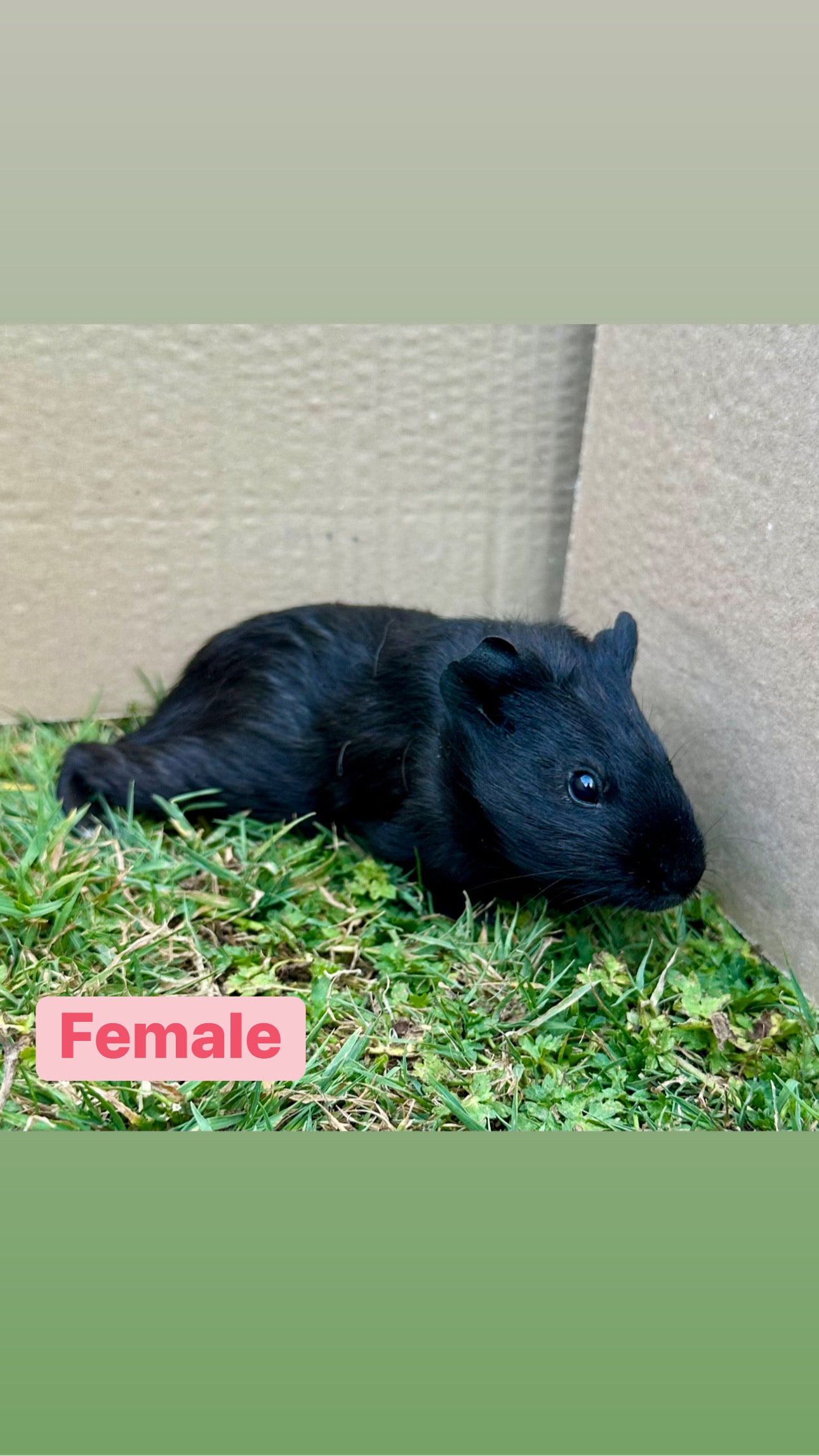 Female Guinea pigs