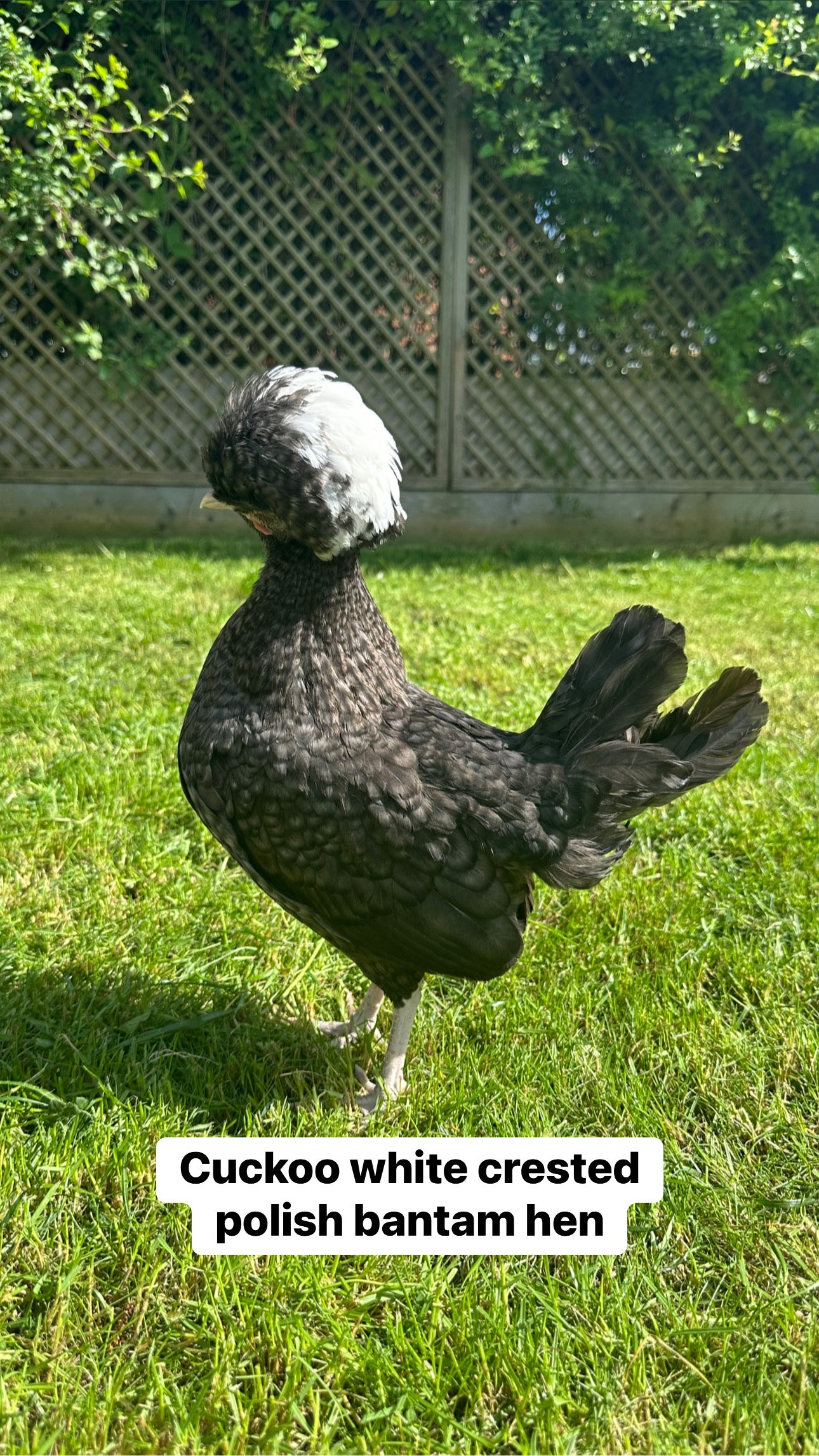 Mixed bantam hatching eggs