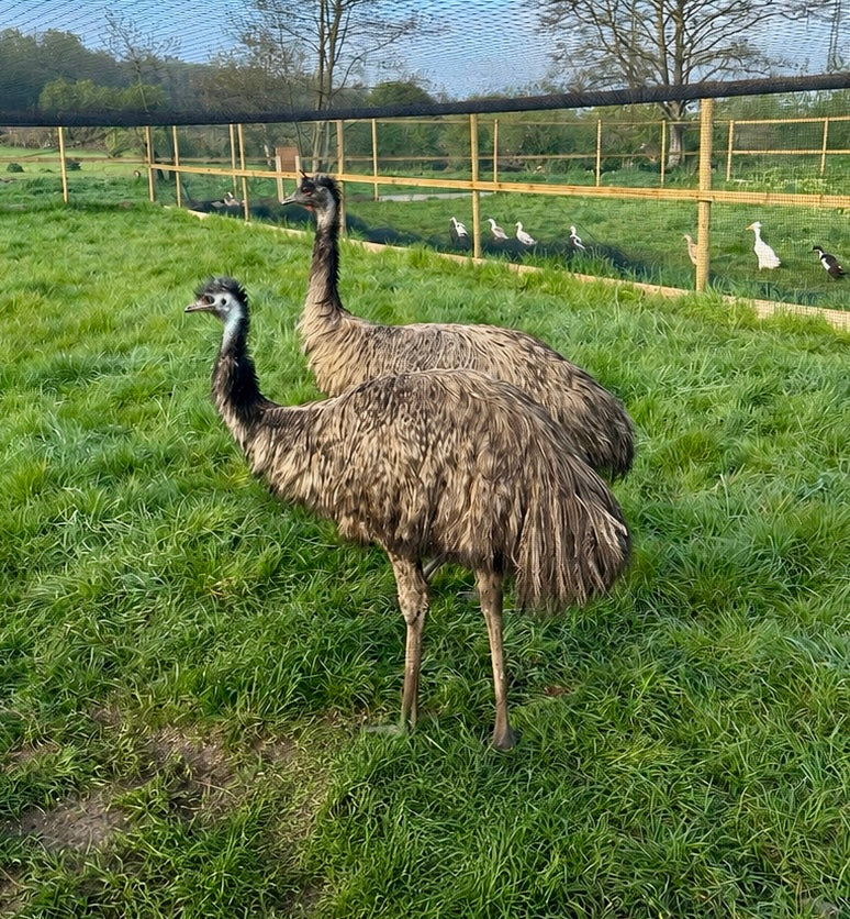 Breeding pair of Emu