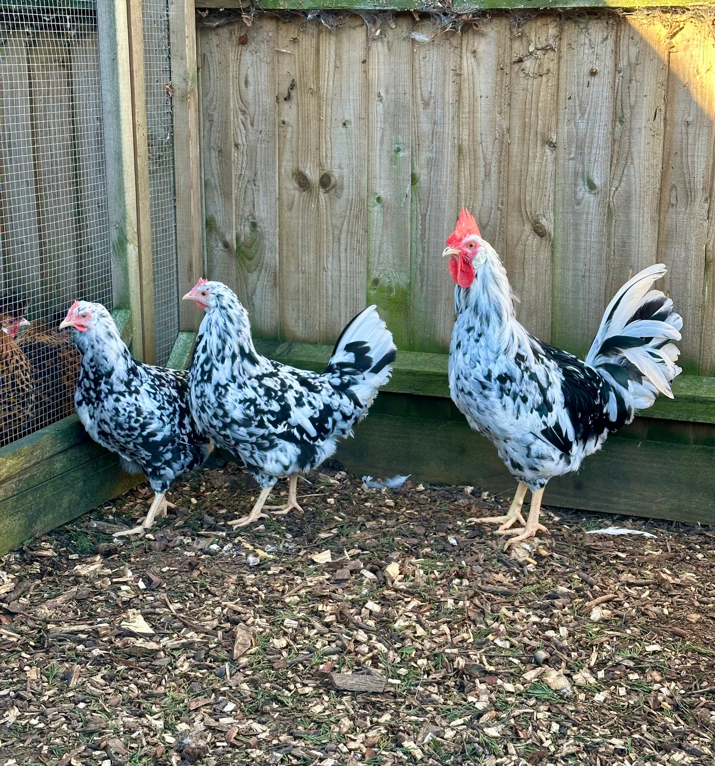Exchequer Leghorn hatching eggs