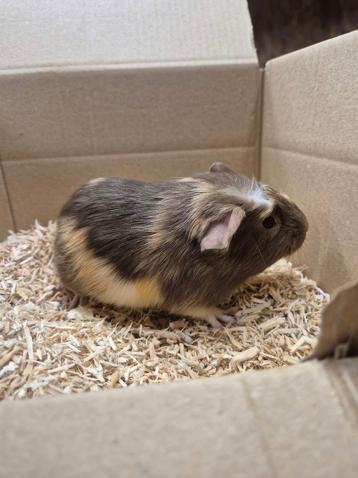 Female Guinea pigs