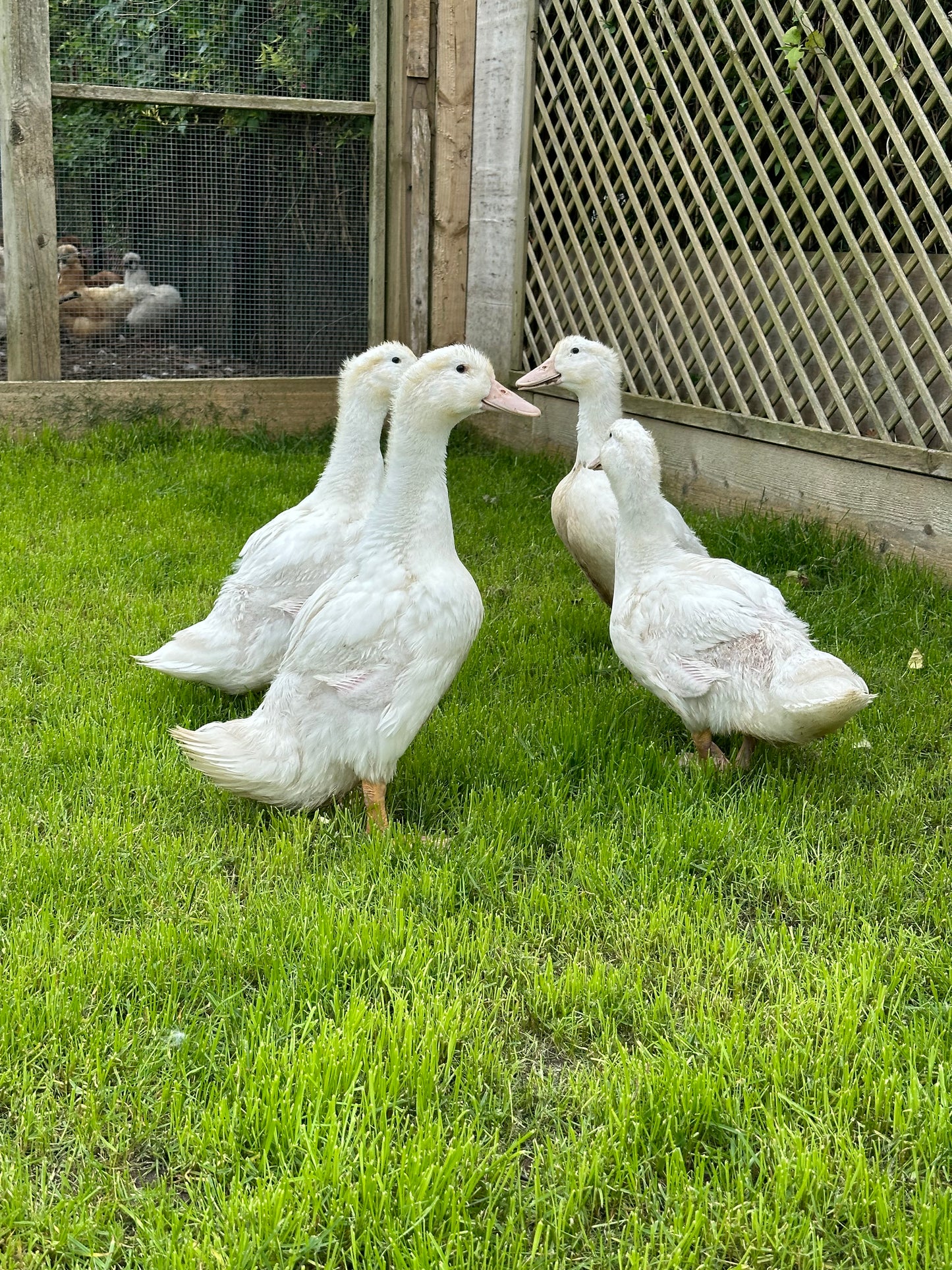 Point of lay Ducks