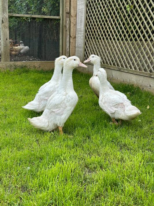 Point of lay Ducks