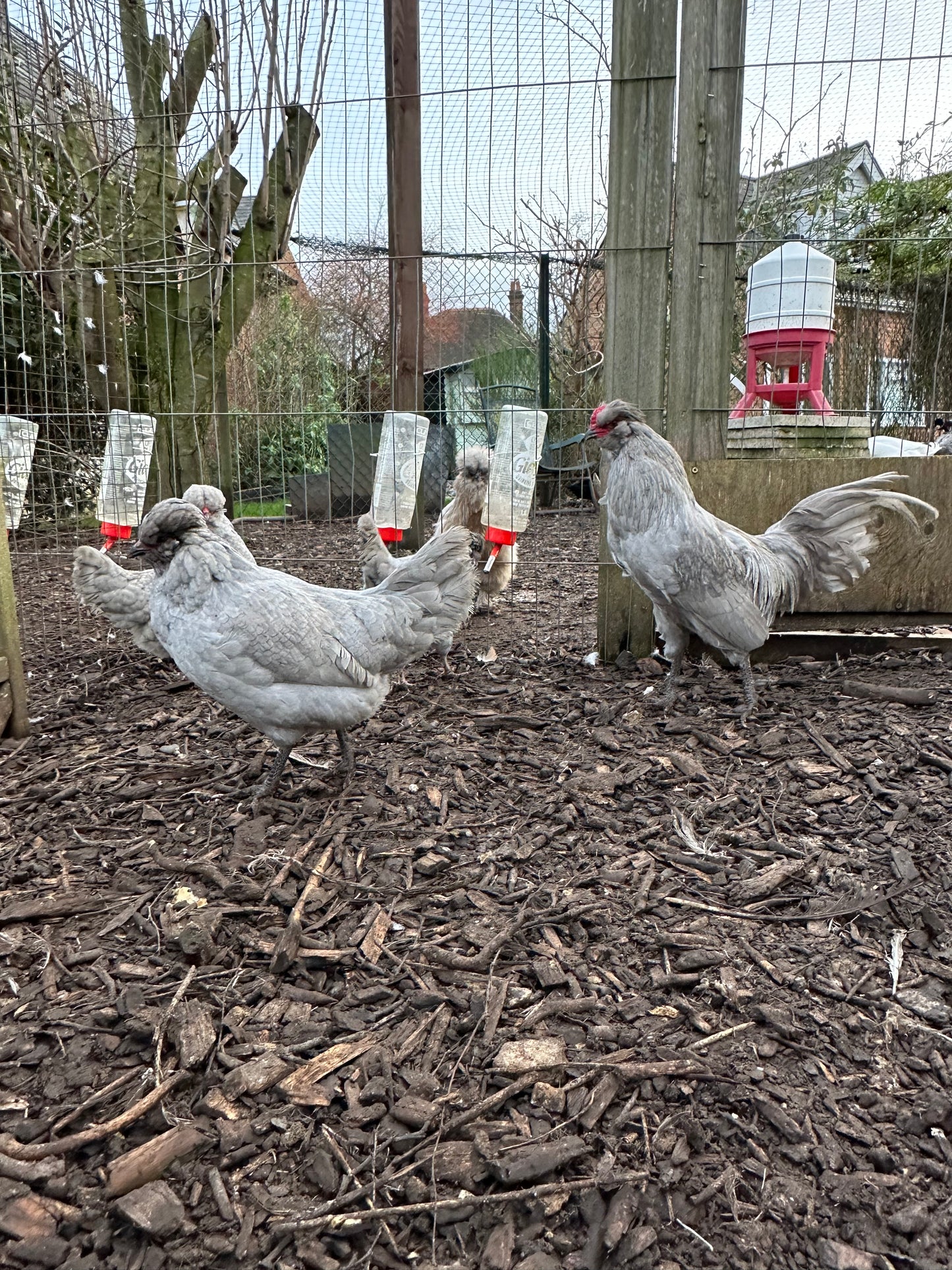 Lavender/Lavender cuckoo Araucana bantam hatching eggs