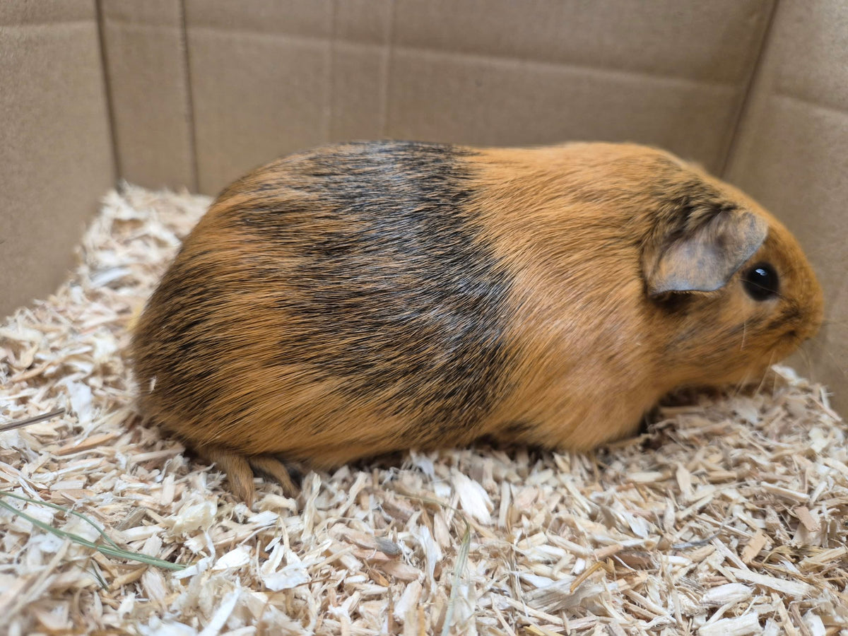 Female Guinea pigs