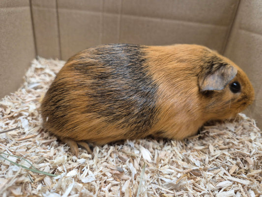 Female Guinea pigs