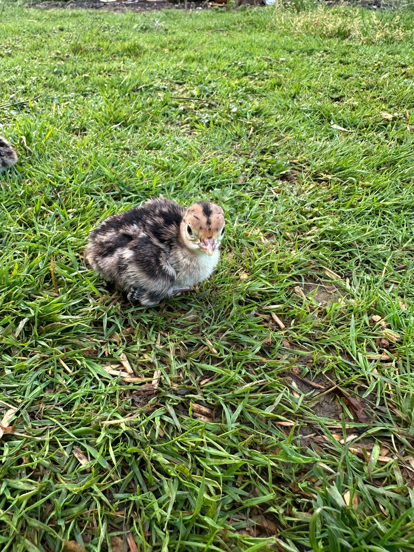 Bronze turkey poults