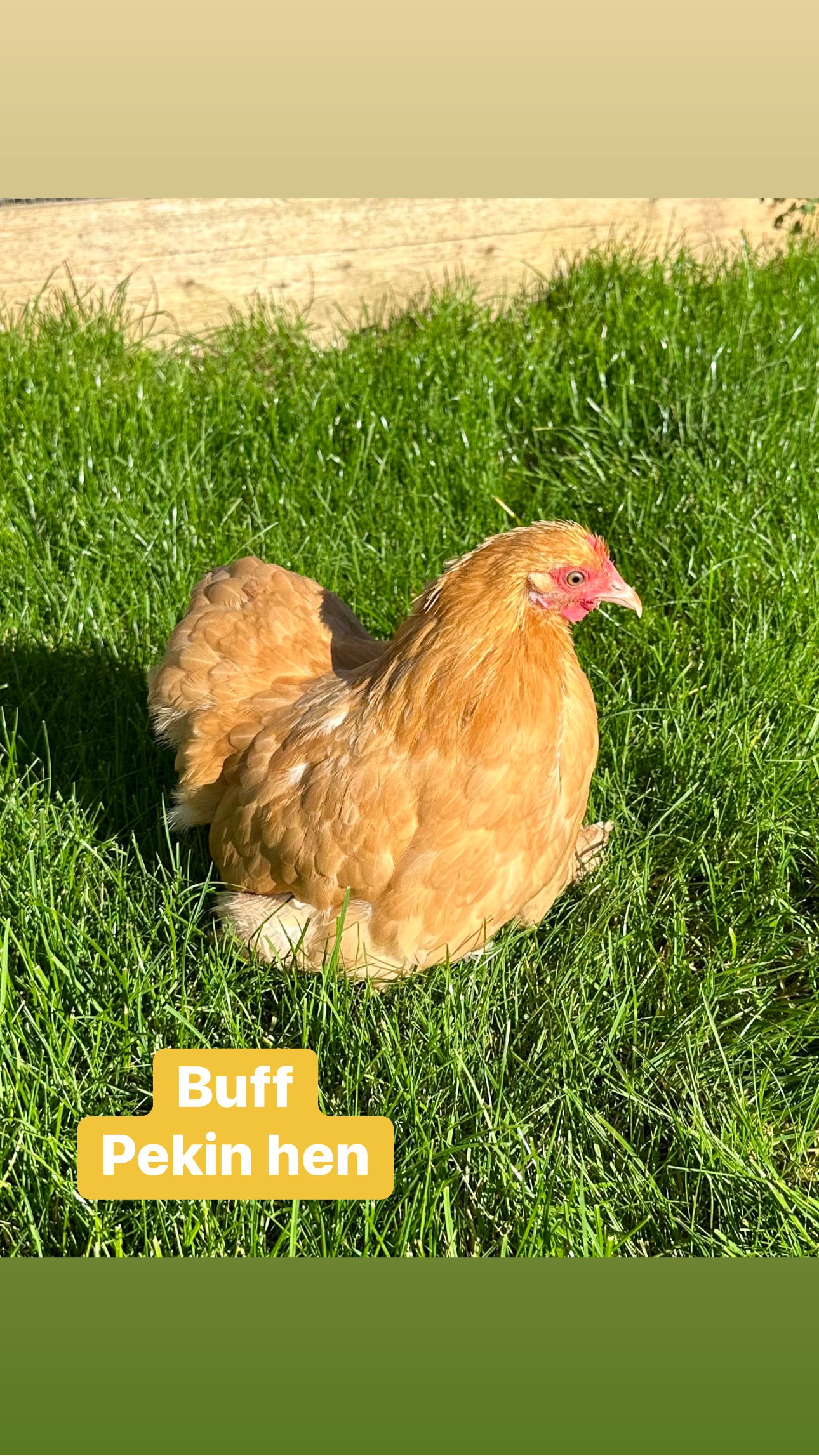 Mixed bantam hatching eggs