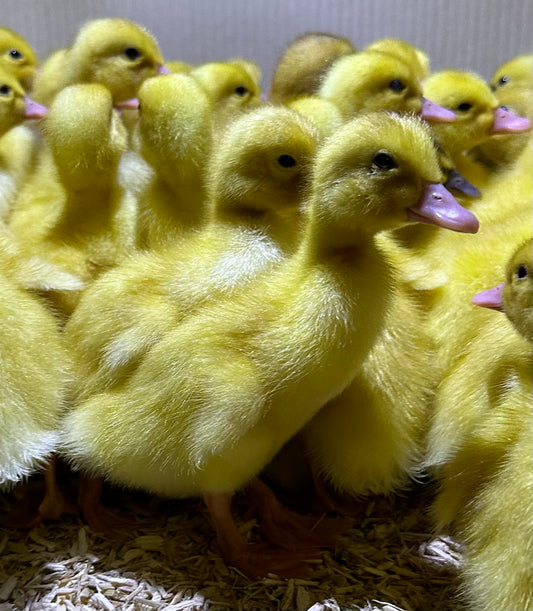 Female Aylesbury ducklings