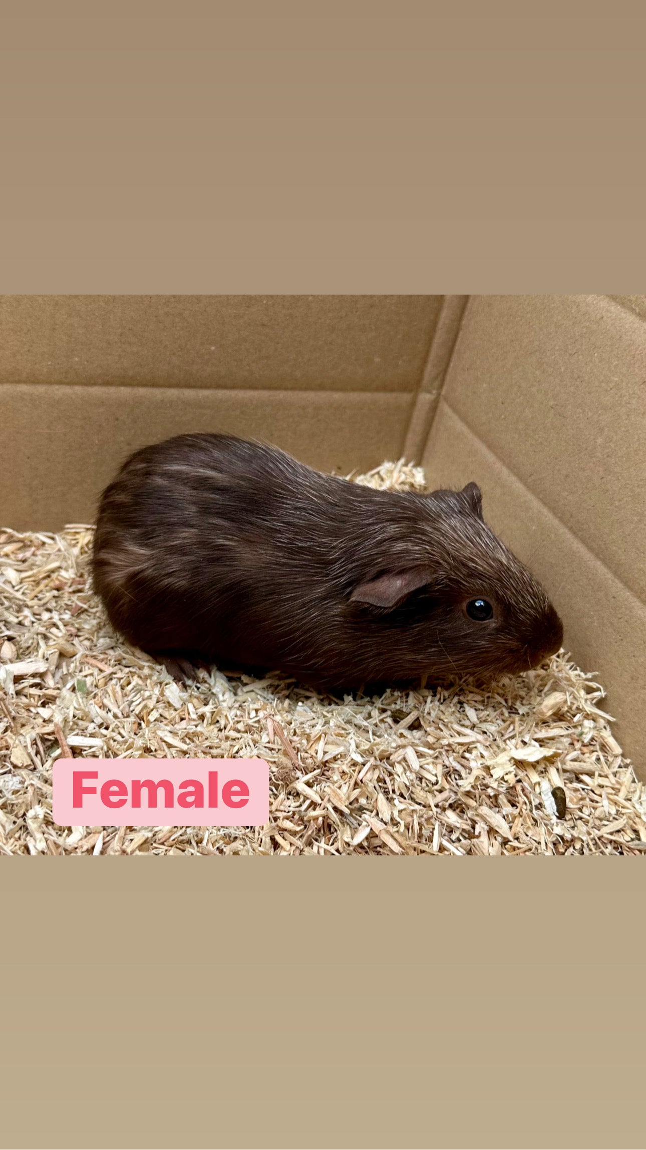 Female Guinea pigs