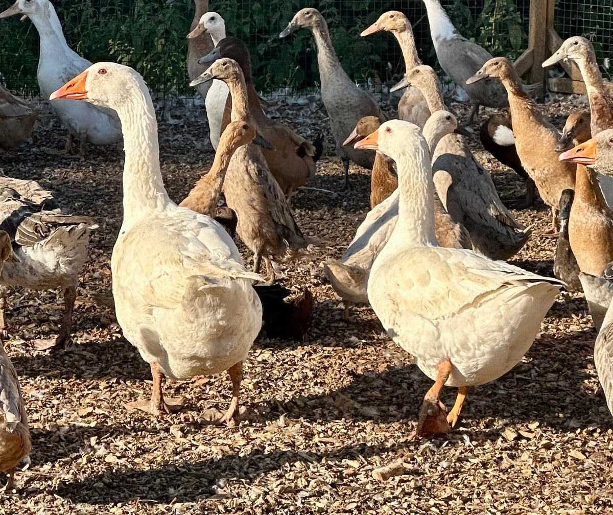 Geese
