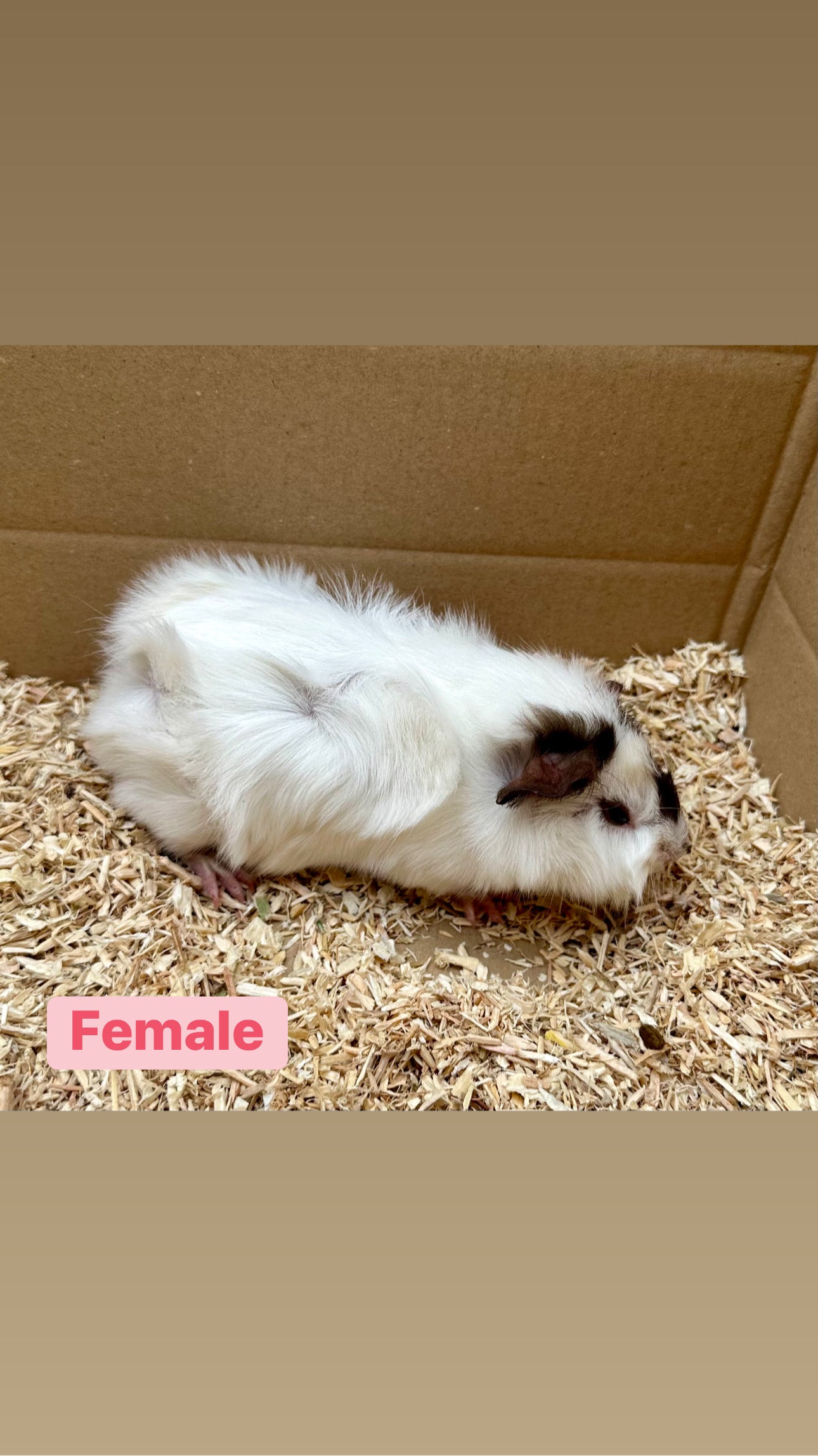 Female Guinea pigs