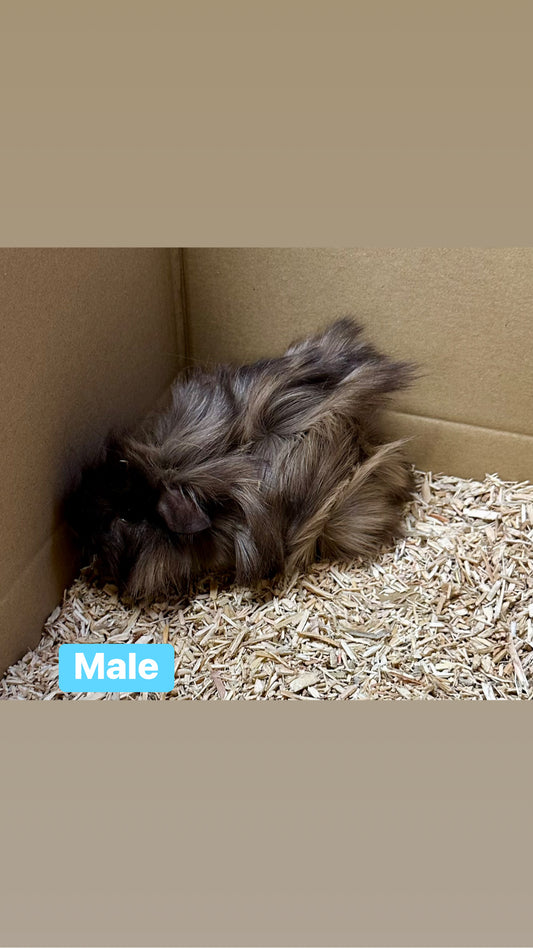 Male guinea pigs