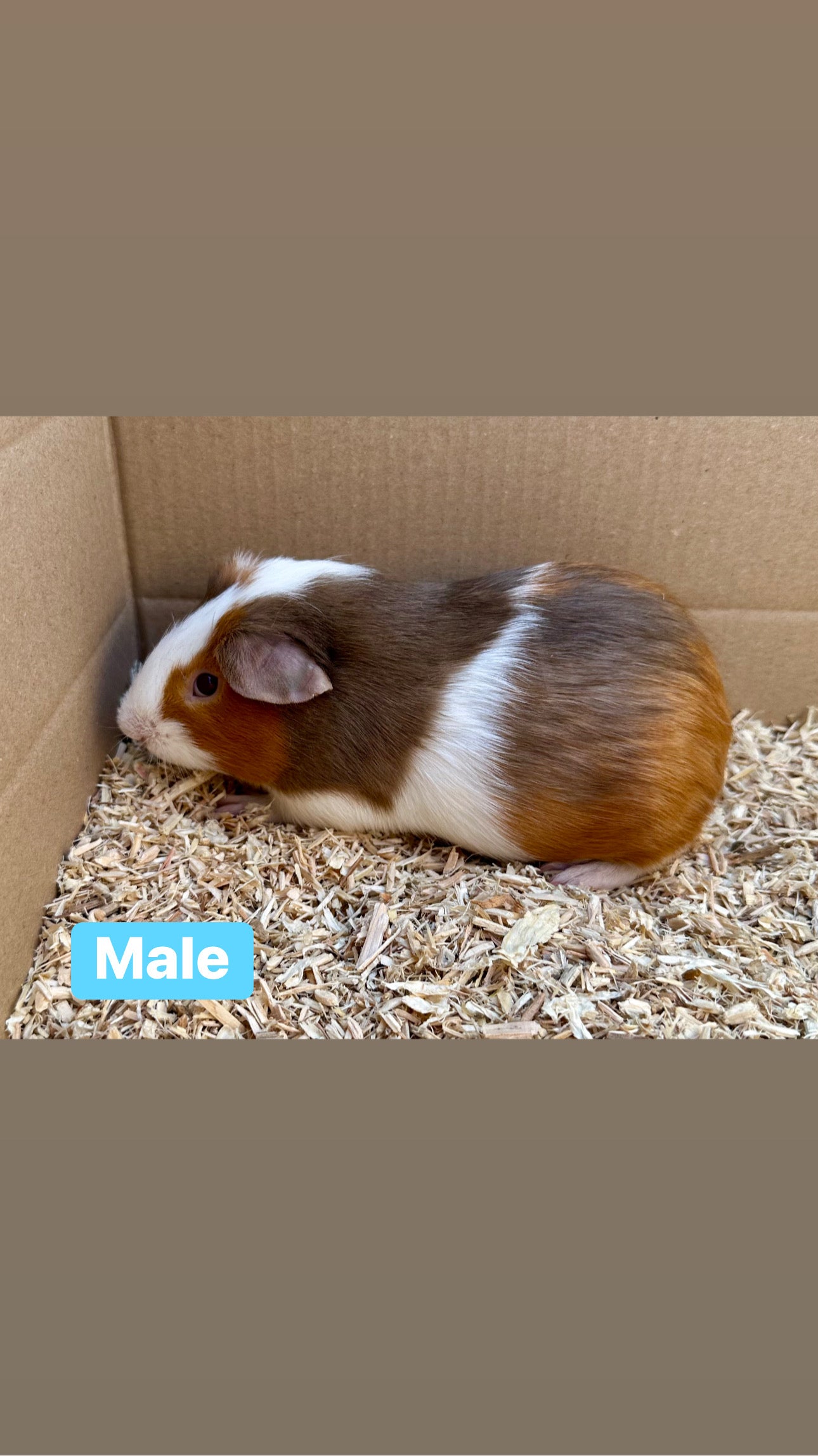 Male guinea pigs