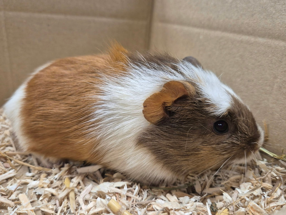 Female Guinea pigs