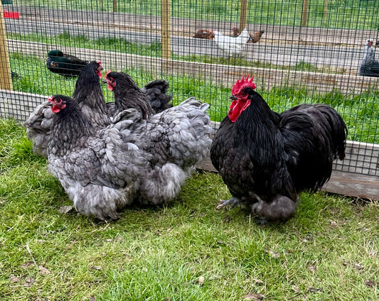 Blue Orpington hatching eggs