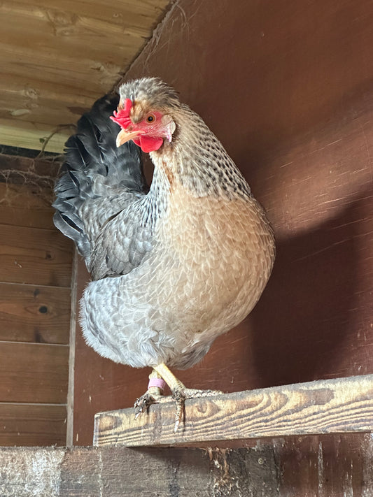 Cream Legbar hatching eggs