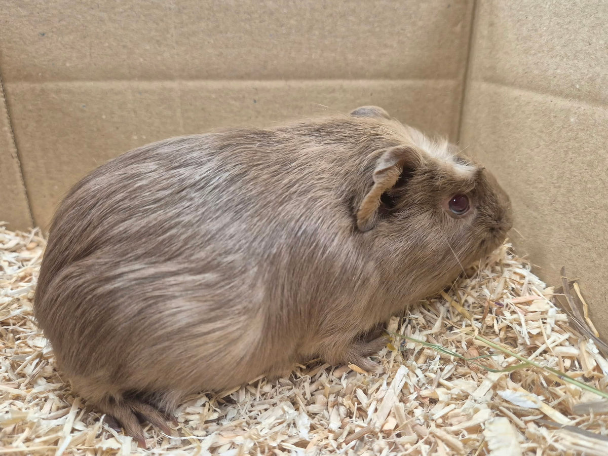 Female Guinea pigs