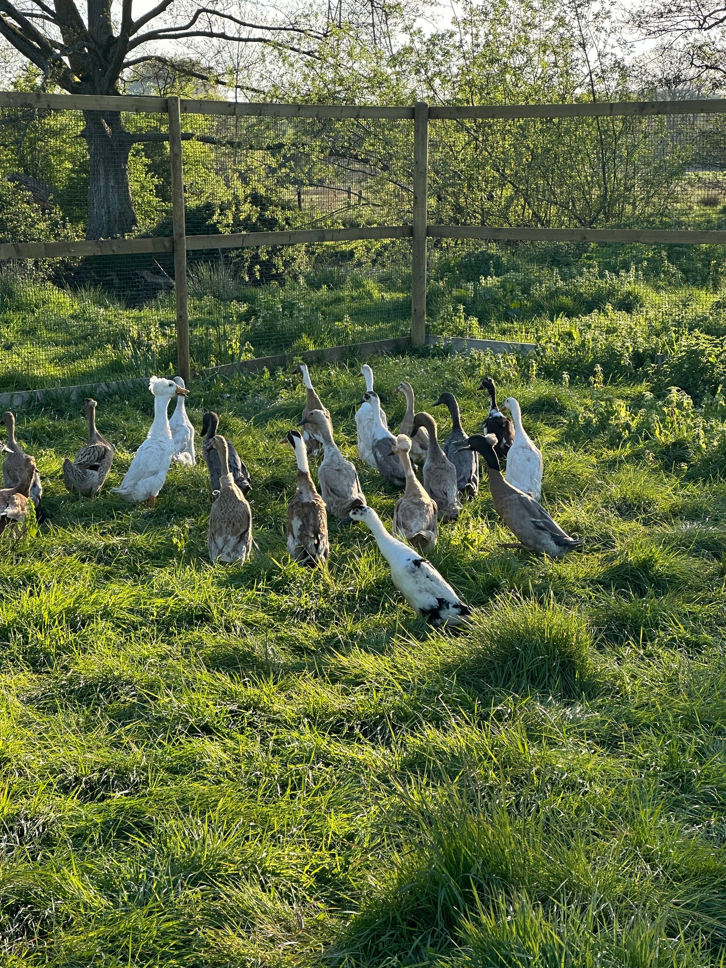 Indian Runner Duck hatching eggs