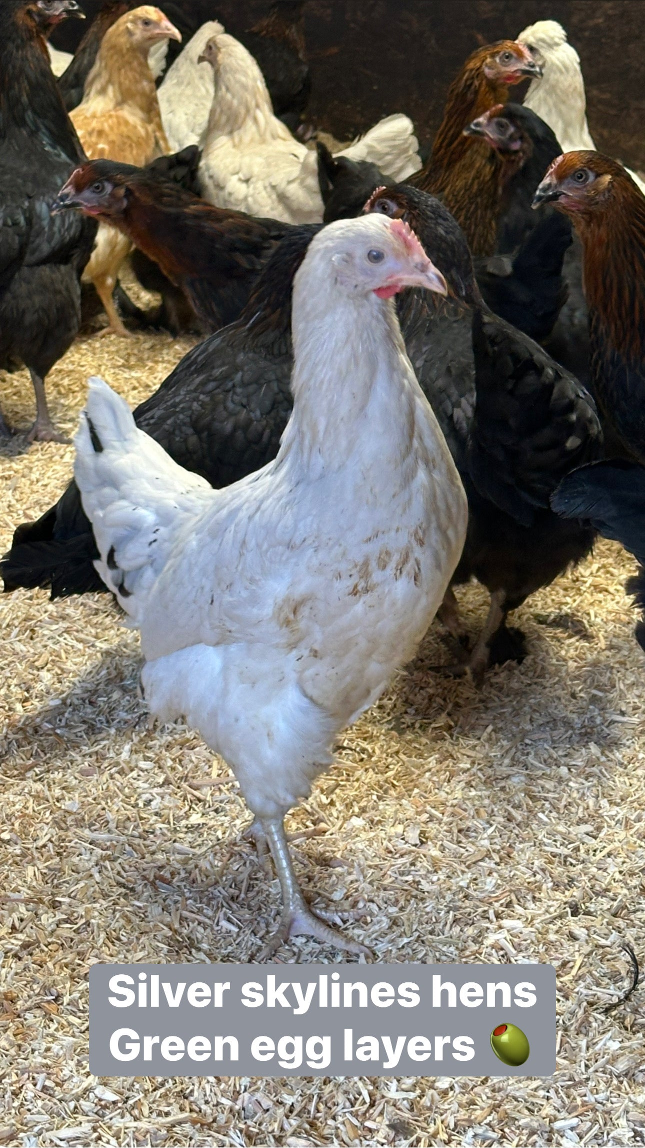 Silver skyline hens (green egg layers)