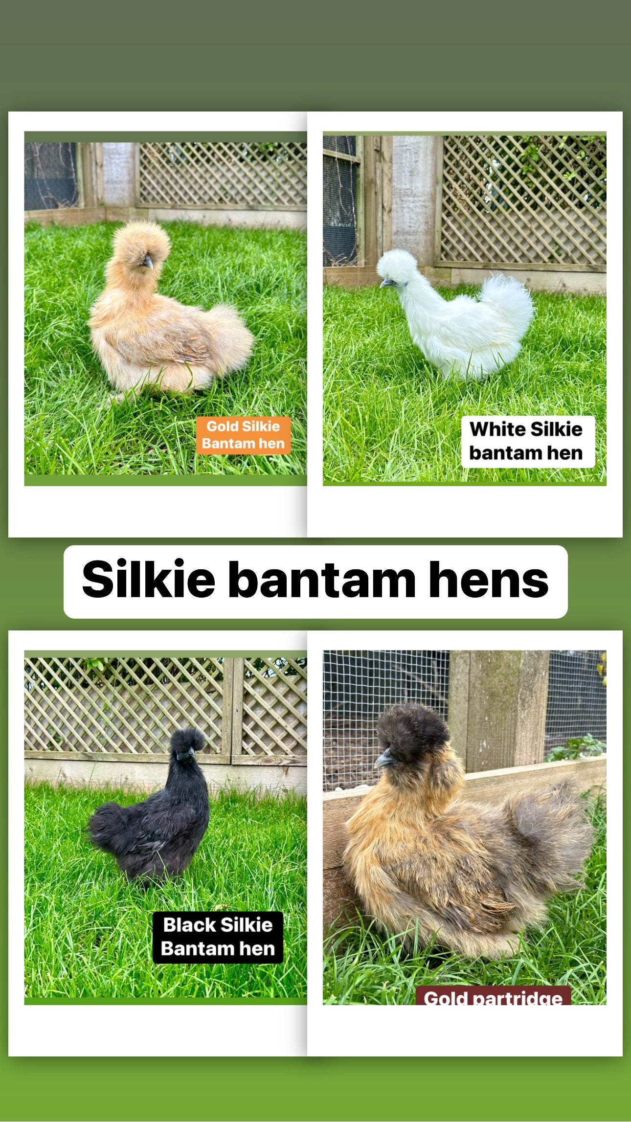 Silkie bantam hens