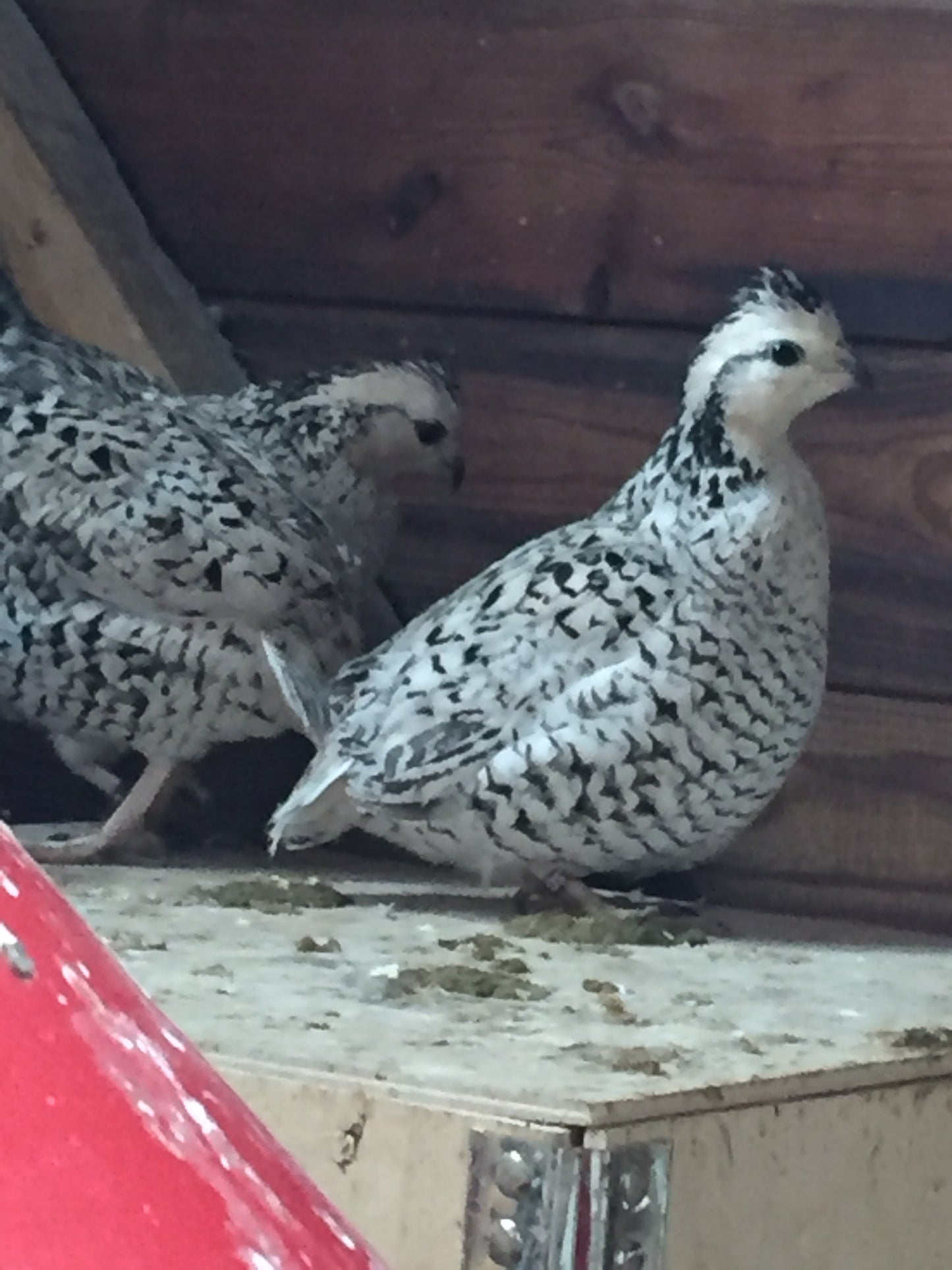 Snowflake Bobwhite quail hatching eggs