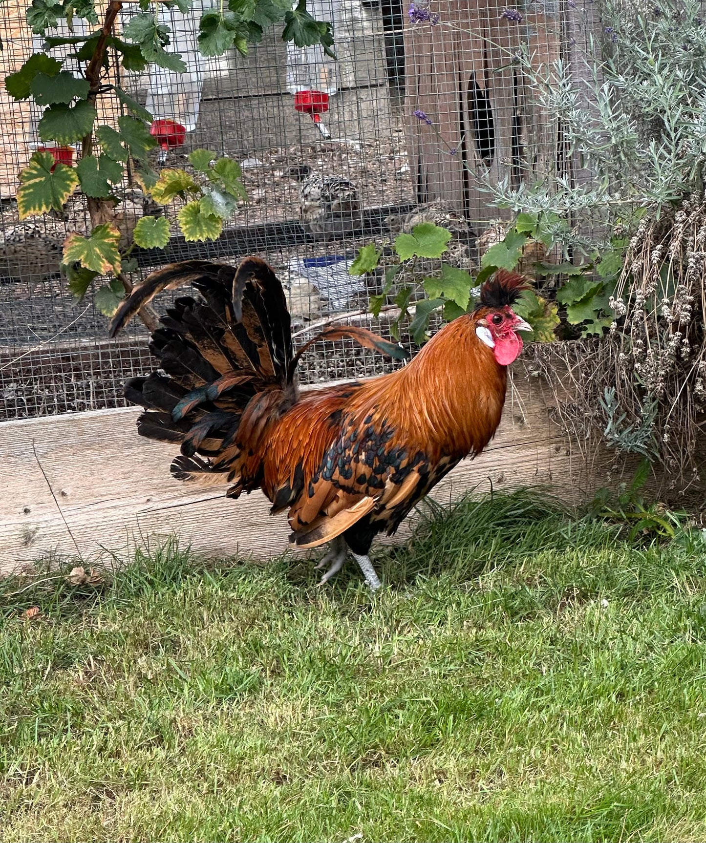 Gold/Silver spangled Appenzeller hatching eggs
