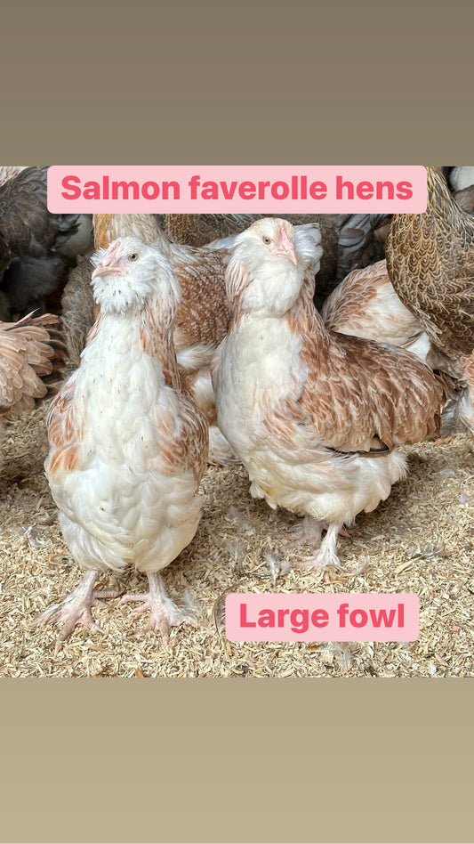 Salmon faverolle hens